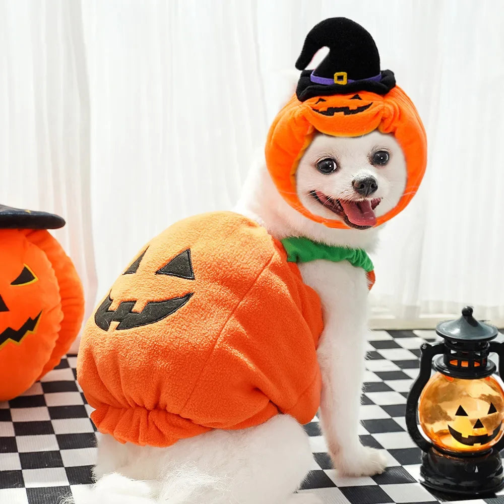 Docaween I Déguisement Halloween Citrouille Chien et Chat