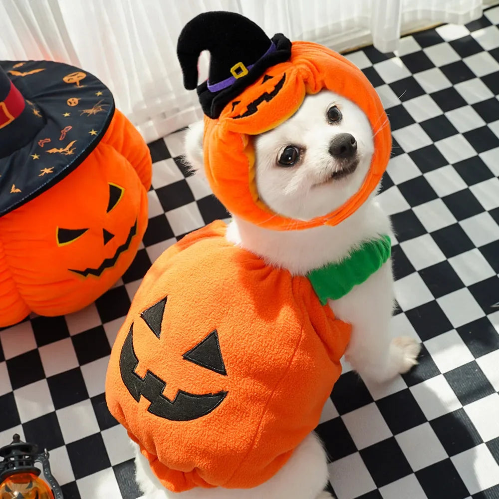 Docaween I Déguisement Halloween Citrouille Chien et Chat