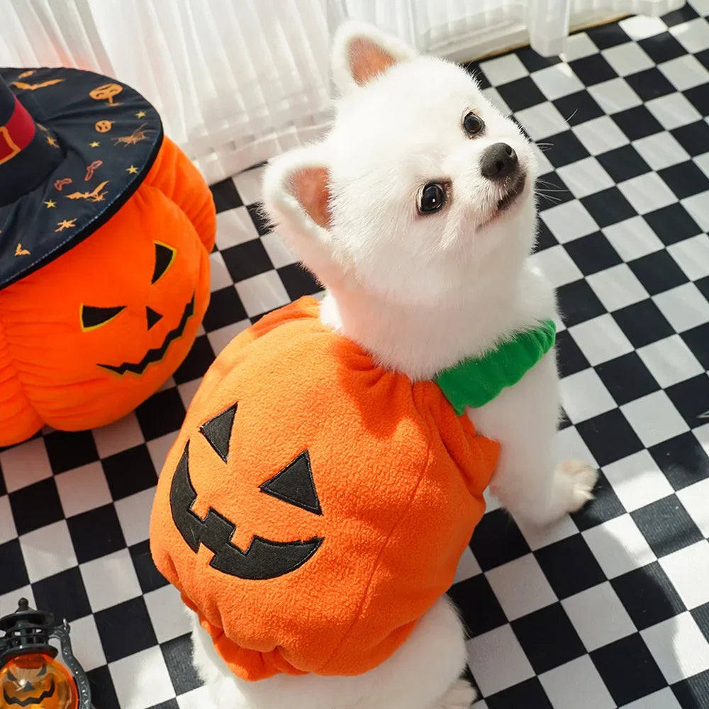 Docaween I Déguisement Halloween Citrouille Chien et Chat